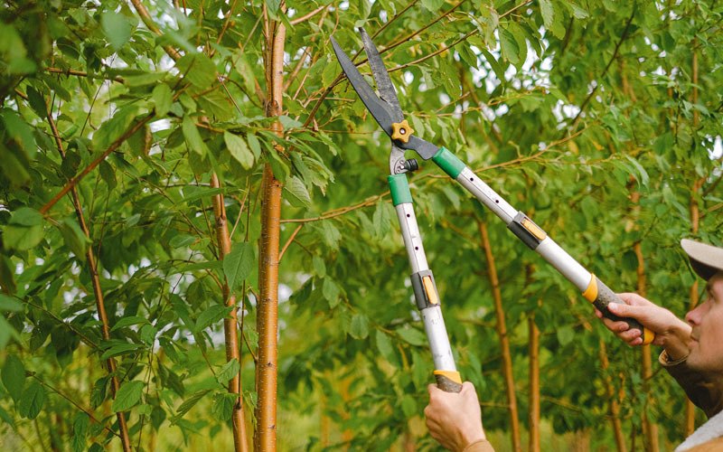 Tree trimming in Cleveland, ND