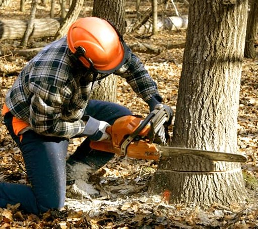 Tree Removal in Cleveland, ND